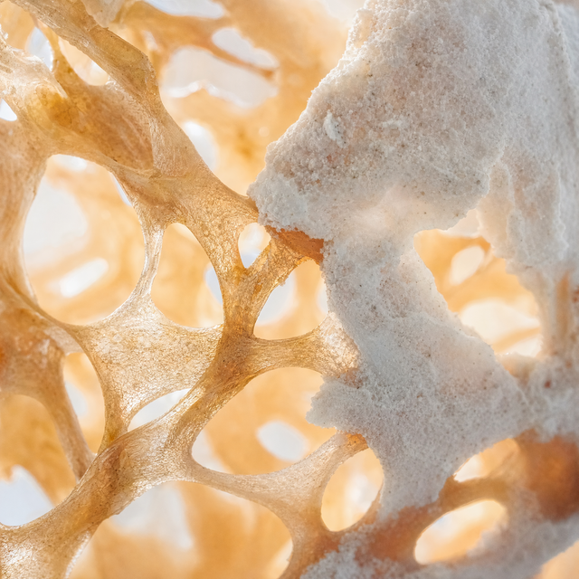 Vitamin K2 activates MGP and osteocalcin to route calcium toward bone and away from the skin's elastic fibres